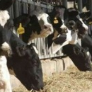 Khenifra, 137.000 quintaux d’aliments pour bétail mis à la disposition des éleveurs, Libération