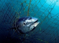 Quotas de thon rouge : Les ONG haussent le ton à la réunion d’Agadir