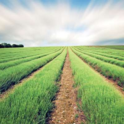 Présentation de l'état d'avancement du projet d'utilisation des eaux usées traitées pour l'irrigation