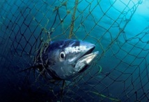 Quotas de thon rouge : Les ONG haussent le ton à la réunion d’Agadir