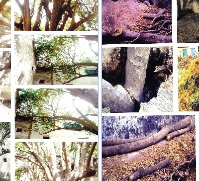 Crime écologique à Essaouira : Un arbre séculaire massacré 