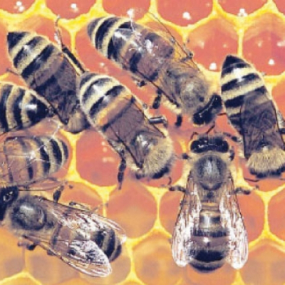 Valorisation de l’apiculture et de ses bienfaits thérapeutiques