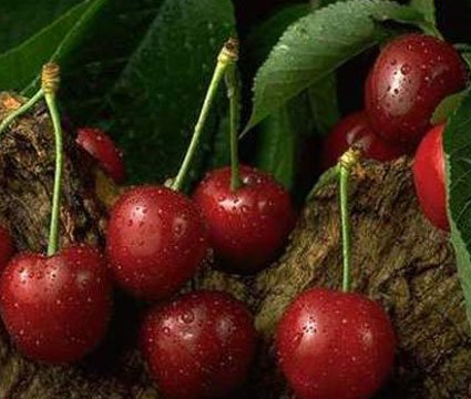 La cerise à l’honneur