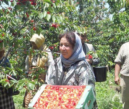 La cerise au service du développement local