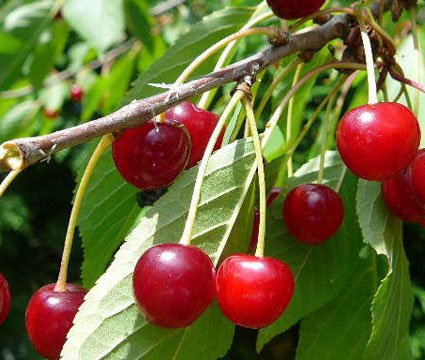 La cerise de Aïn Leuh en quête de valorisation