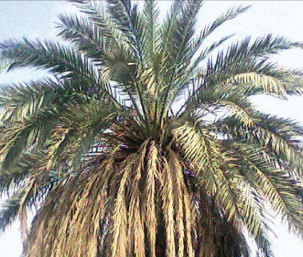 Les palmiers en péril