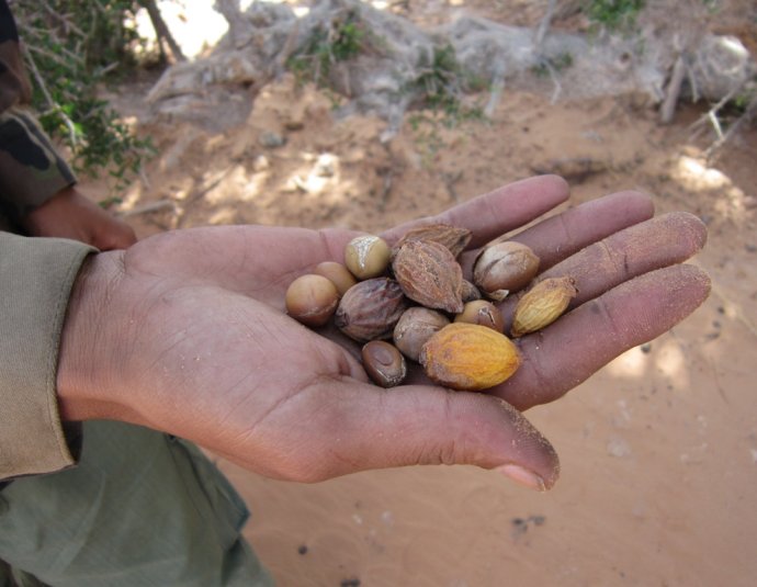 &copy; argansmara.com / Coopérative Dar Argan Smara