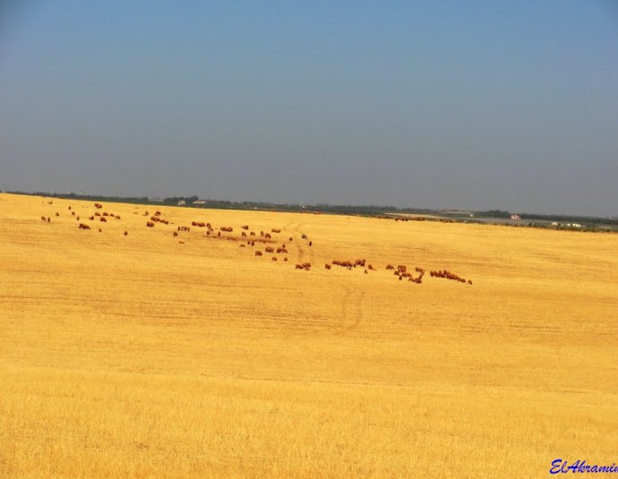 &copy; panoramio / elakramine, http://www.panoramio.com/user/831427