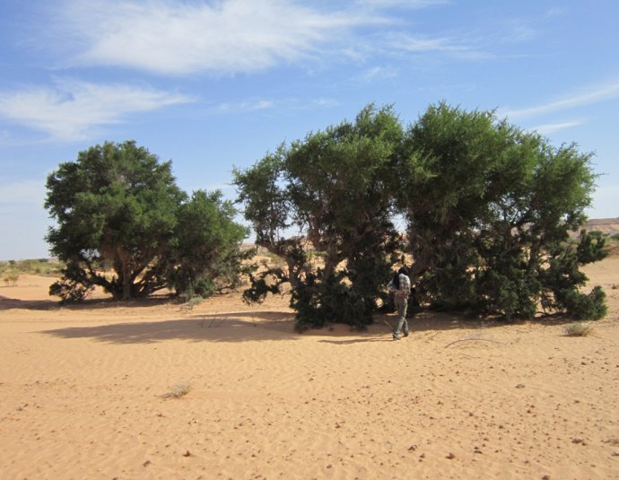 &copy; argansmara.com / Coopérative Dar Argan Smara