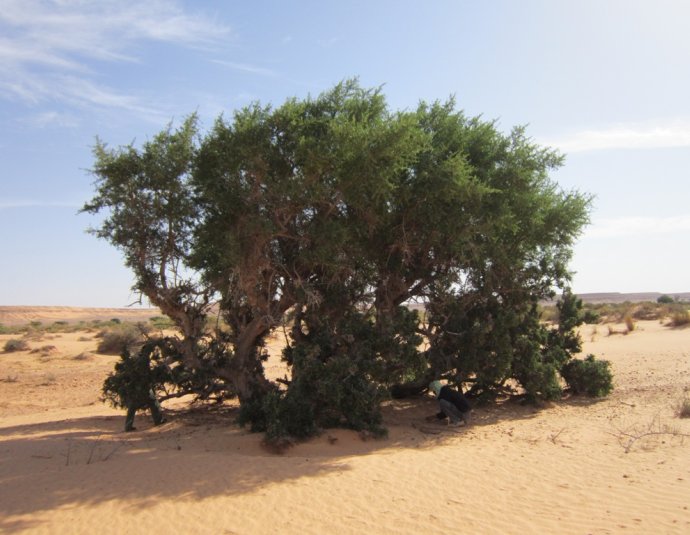 &copy; argansmara.com / Coopérative Dar Argan Smara