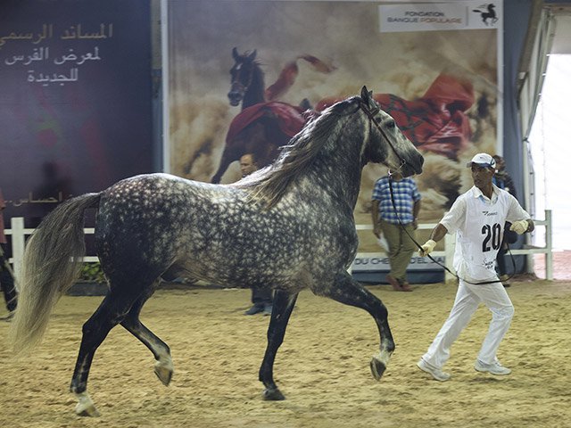 &copy; Salon du Cheval / Association du Salon du Cheval