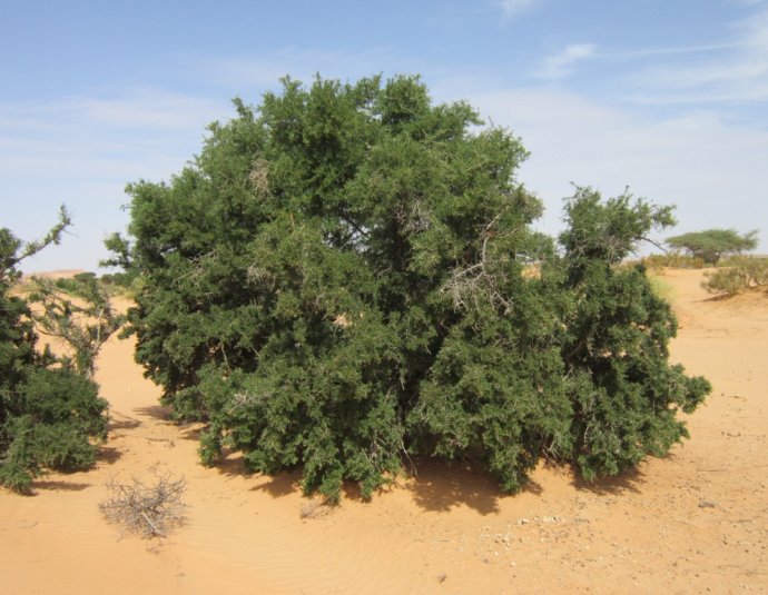 &copy; argansmara.com / Coopérative Dar Argan Smara