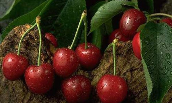 La cerise à l’honneur
