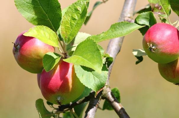 Festival des pommes