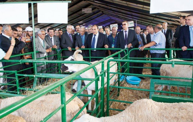 Le Salon international de développement de l'élevage Tadla-Azilal prône les retombées de l'élevage