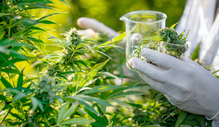 Taounate : Inauguration du siège de la direction provinciale de l'Agence du Cannabis