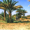 Sauver et revaloriser les zones oasiennes