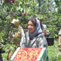 Ain Leuh, La cerise au service du développement local, MAP, Le Matin
