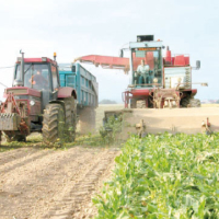 Une production record de betterave à sucre
