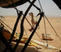 La «Nagouda», une spécialité culinaire des Béni Guil
