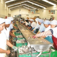 La mafia du poulpe sévit encore