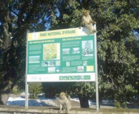 Ifrane, Des élèves en chasse au trésor  au Parc national d&#039;Ifrane, Alain Bouithy, Libération