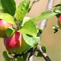 Festival des pommes