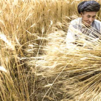 La production céréalière estimée à 303.500 tonnes