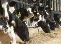 Khenifra, 137.000 quintaux d’aliments pour bétail mis à la disposition des éleveurs, Libération