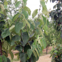 Sefrou, Sensibilisation à l’arboriculture fruitière, Afaf Razouki, Le Matin