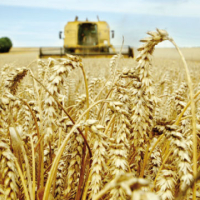 Sidi Kacem, La campagne agricole se déroule  dans des conditions favorables, Ahmed Boumehdi, Le Matin