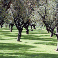 La valorisation de la production oléicole  au centre du Festival des olives
