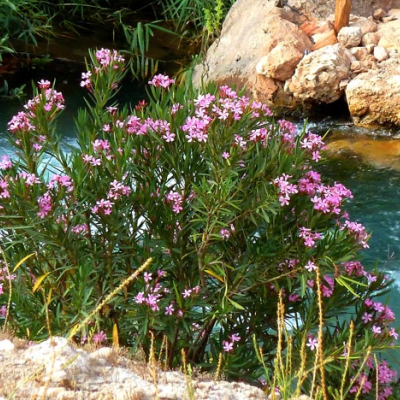 Appel à Béni Mellal à la création d'une institution régionale