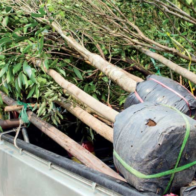 Le Haut Commissariat aux eaux et forêts envisage de régénérer 3.100 hectares de forêt