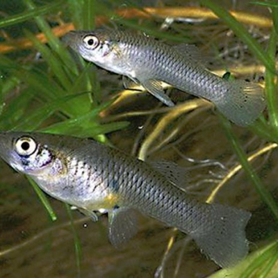 Lancement d'une opération d'ensemencement de poissons de Gambusie