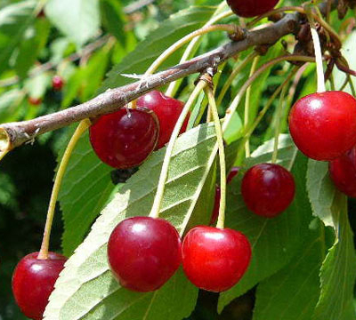 La cerise de Aïn Leuh en quête de valorisation