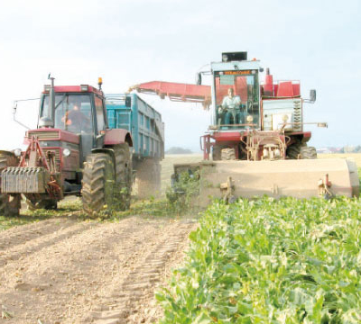 Une production record de betterave à sucre