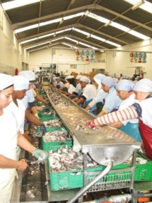 La mafia du poulpe sévit encore