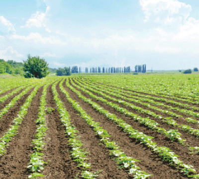 Lancement d'un projet de développement au profit des terres collectives