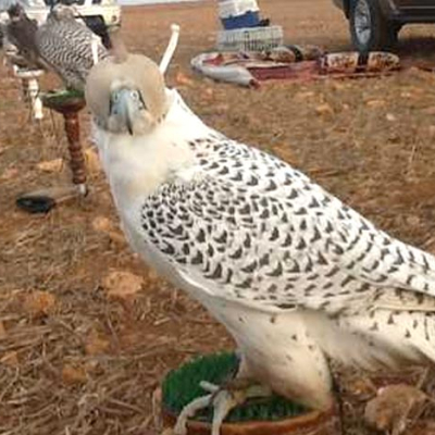 El Jadida accueillera le 3e Festival