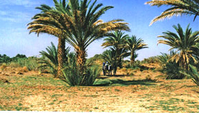 Sauver et revaloriser les zones oasiennes