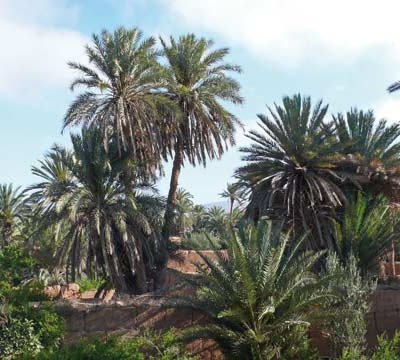 730 مليون درهم مستثمرة في الفلاحة بكلميم: 32.000 شخص استفادوا من مخطط المغرب الأخضر