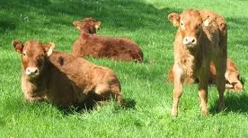 9 cas de la maladie du Charbon cutané diagnostiqués à Imilchil