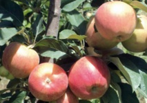 Les pommiers d'Imouzzer Kandar ravagés par les araignées rouges