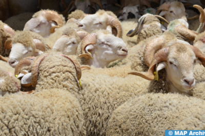 إحصاء قطيع الأغنام والماعز بدرعة-تافيلالت يتم في ظروف جيدة