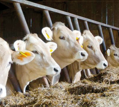 Clôture de la Foire  de l'élevage