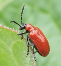 Marrakesch empfängt ein Symposium über die Resistenz von Pflanzen gegen Insekten