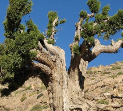 العرعر التوريفي في قلب النقاشات