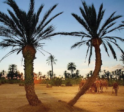 لقاء حول الحفاظ على النخيل