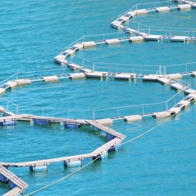 La Faculté de Nador met au point une méthode de lutte contre une algue néfaste